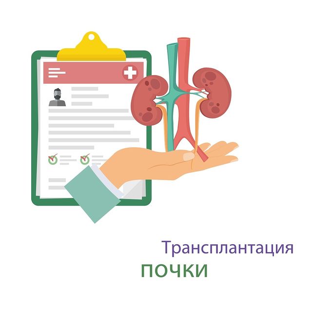 Трансплантация почки – как происходит операция?